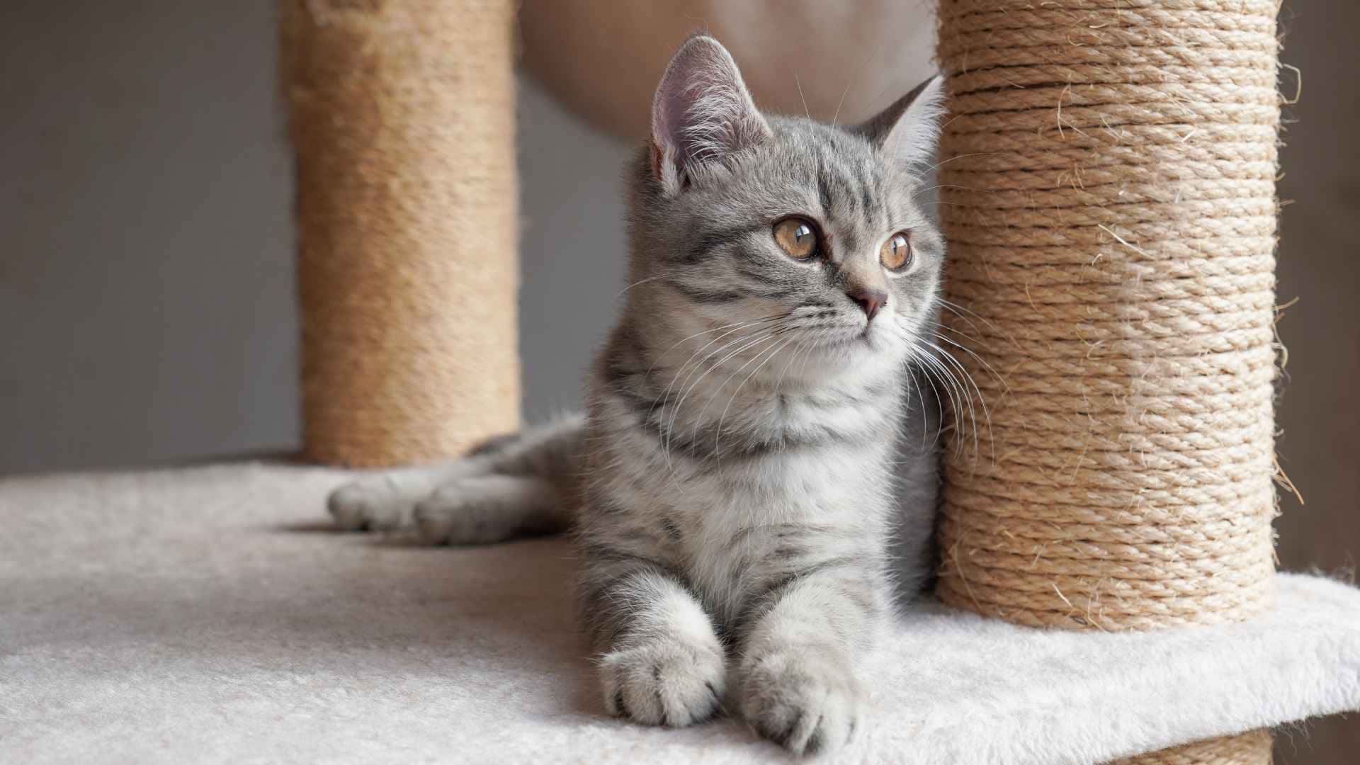 Gato usando su rascador
